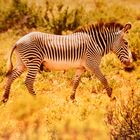 Die unterschiedlichen Zebraarten: Das Grevy-Zebra.