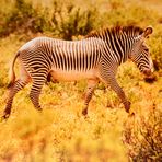 Die unterschiedlichen Zebraarten: Das Grevy-Zebra.