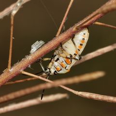 Die Unterseite der hellen Farbform einer Schmuck- oder Schwarzrückigen Gemüsewanze