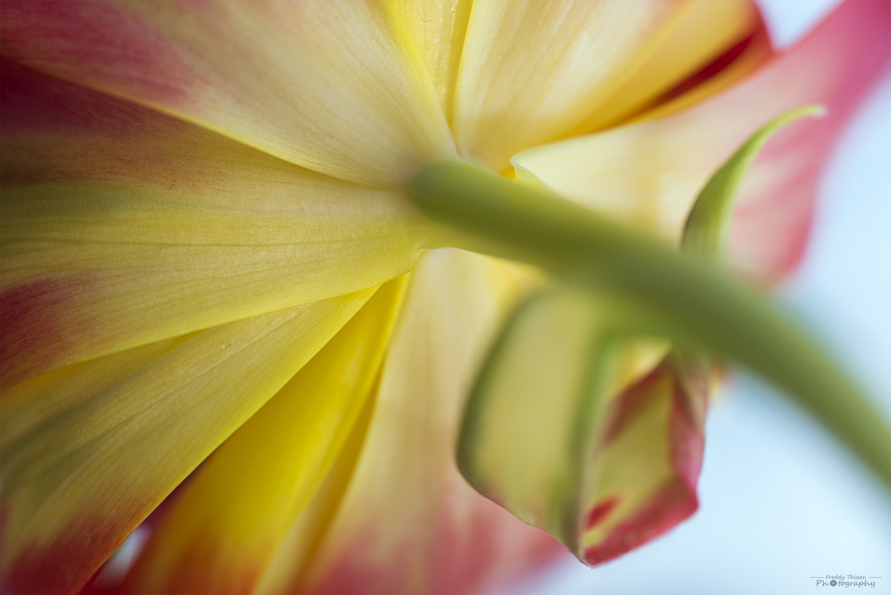 Die Unterseite der Tulpe.