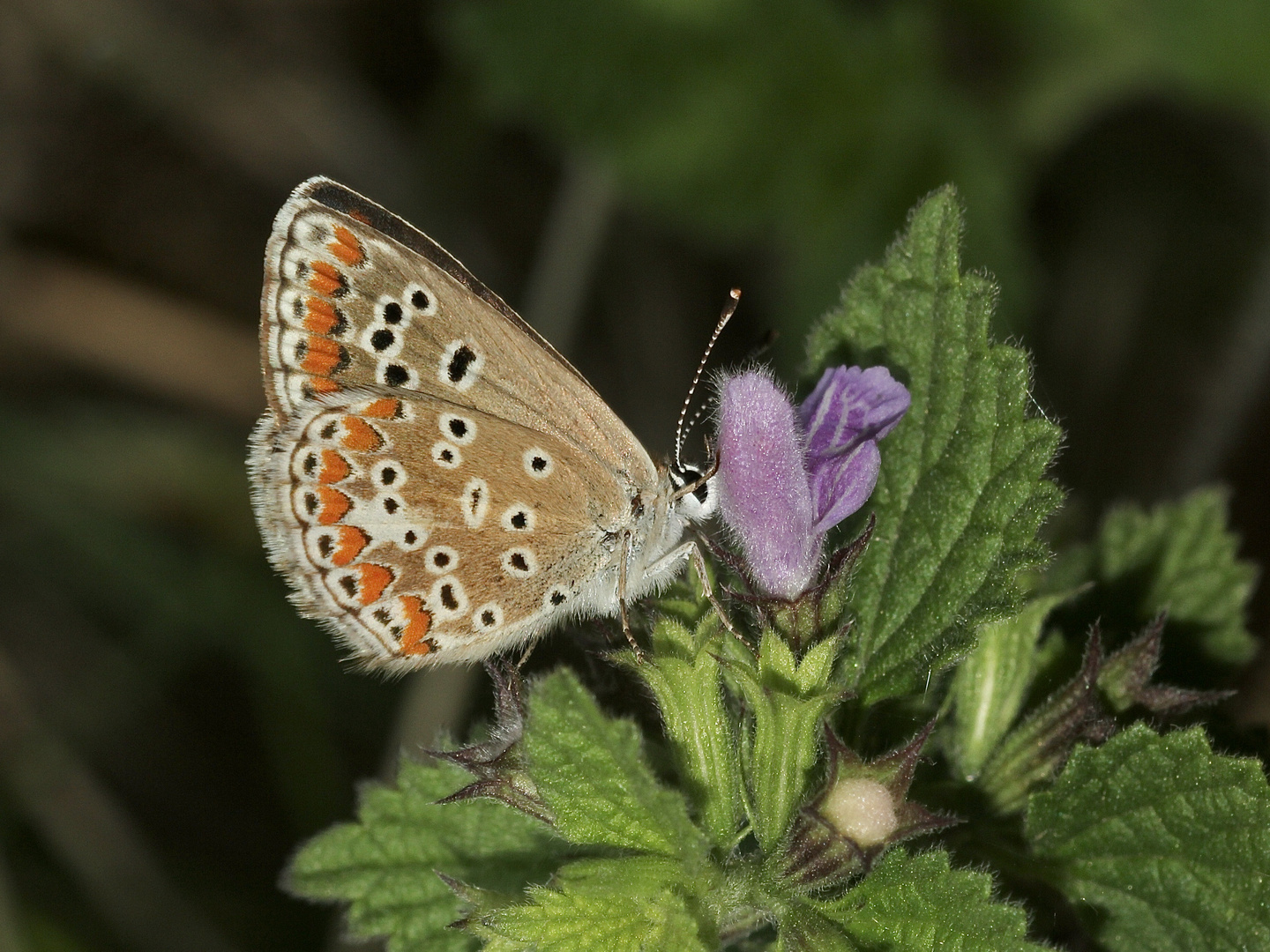 Die Unterseite des Kleinen Sonnenröschen-Bläulings (Aricia agestis)