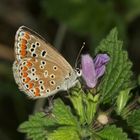 Die Unterseite des Kleinen Sonnenröschen-Bläulings (Aricia agestis)