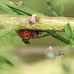 die Unterseite von Holcogaster fibulata