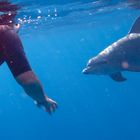 Die unvergessliche Begrüßung durch einen Delfin im Rotem Meer.