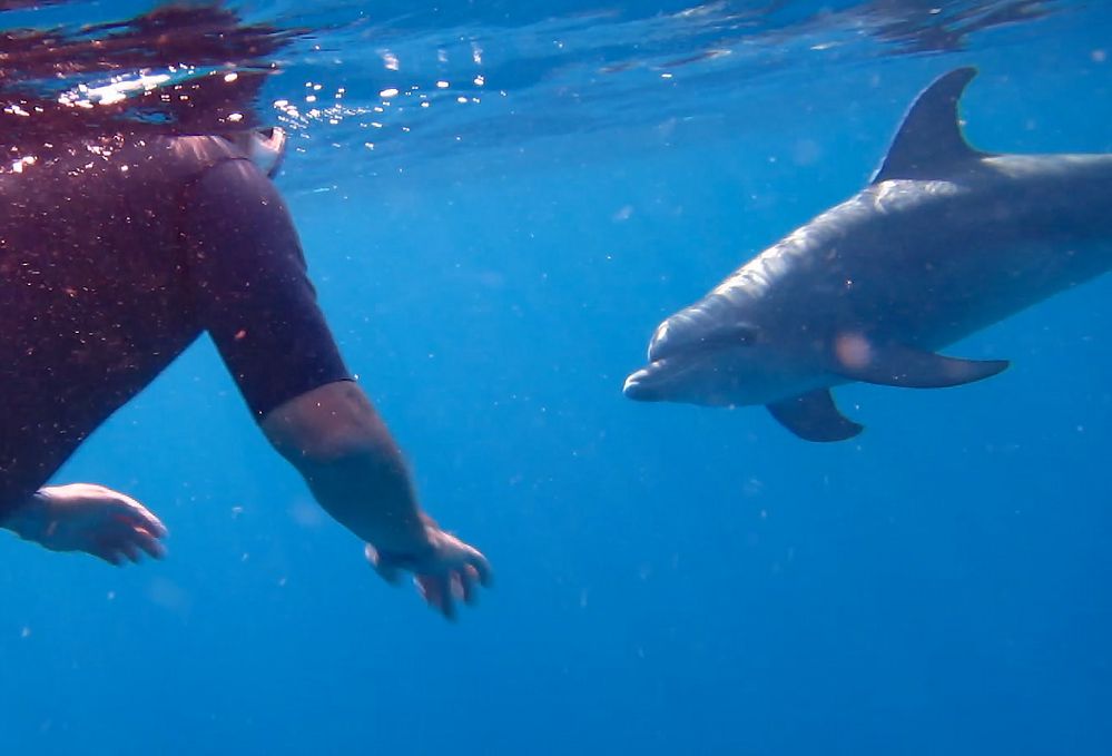 Die unvergessliche Begrüßung durch einen Delfin im Rotem Meer.