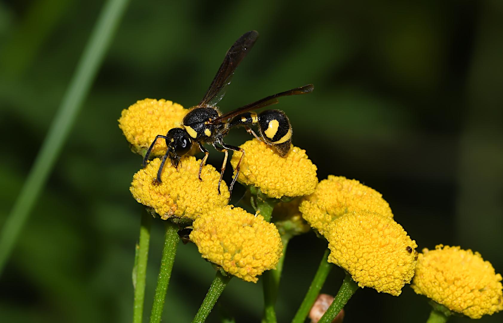 DIE UNVERZICHTBARE ROLLE DER SECHSBEINER IN DER NATUR