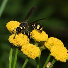 DIE UNVERZICHTBARE ROLLE DER SECHSBEINER IN DER NATUR