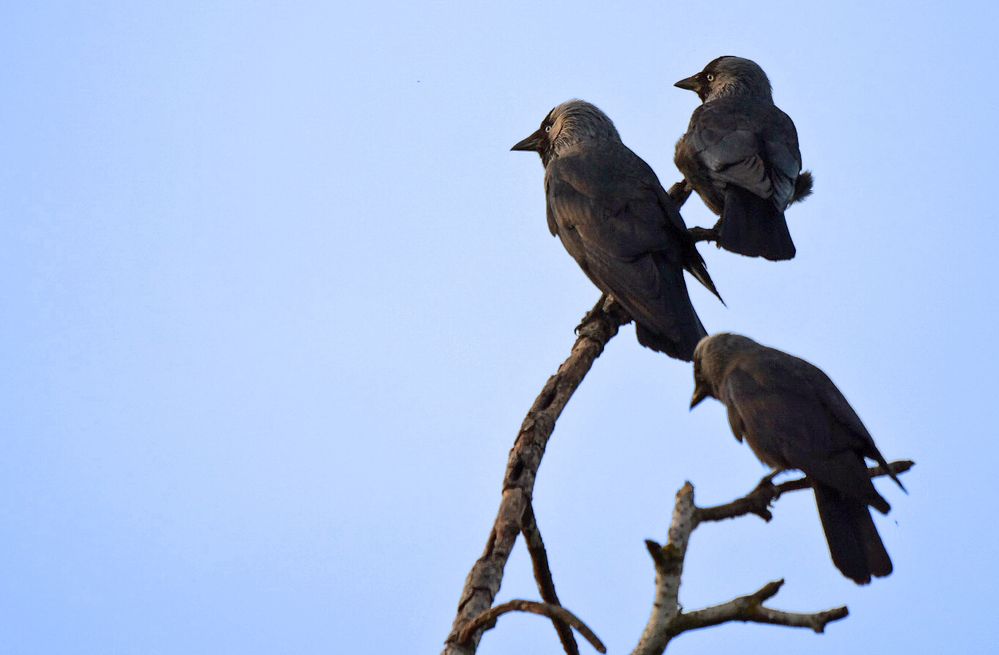 Die Urenkel der "VÖGEL"-Vögel