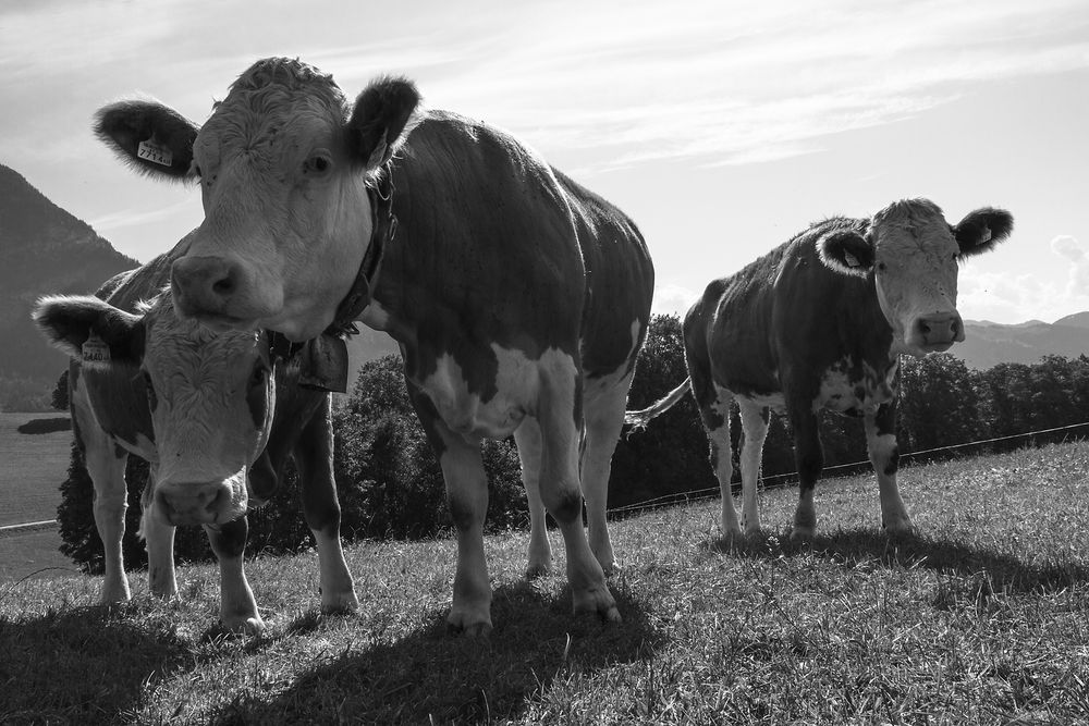 Die Urenkelinnen der Atom Heart Mother