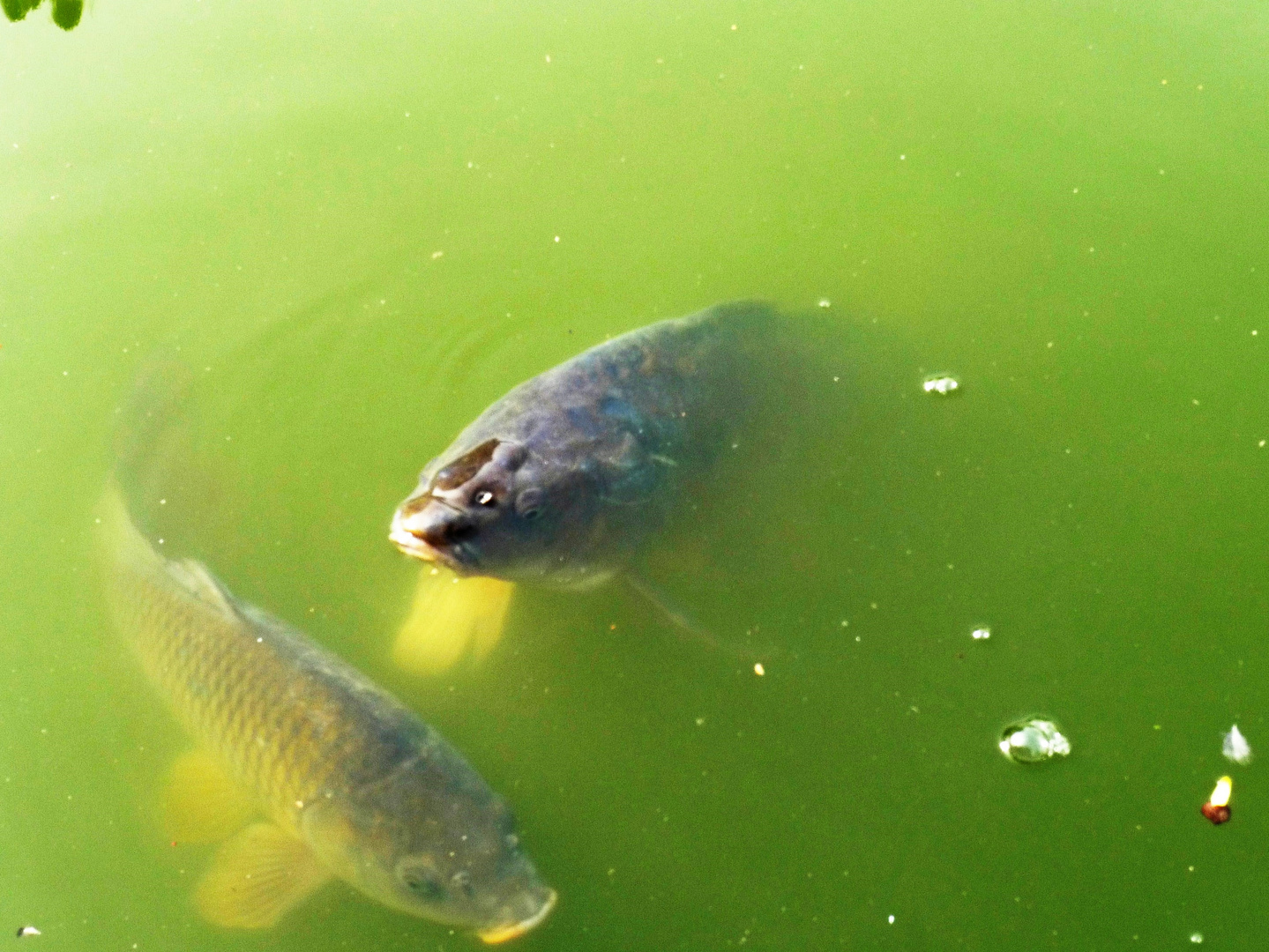 Die Urväter der Karpfenfische