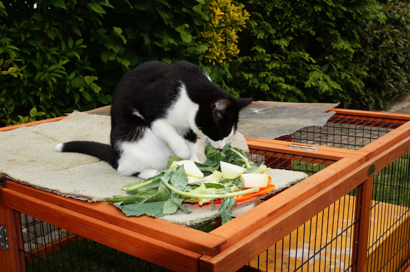 Die vegetarische Katze ;-)