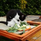 Die vegetarische Katze ;-)