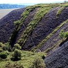 Die Vegetation erobert sich das taube Gestein - Mansfelder Land