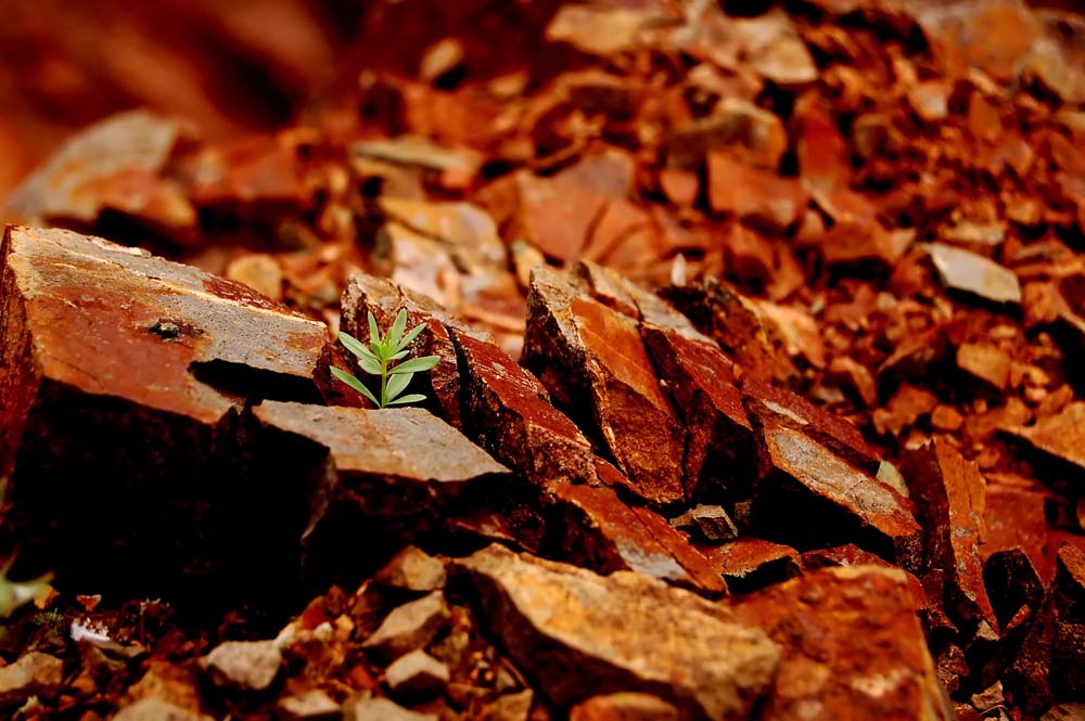 Die Vegetation setzt sich durch