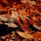 Die Vegetation setzt sich durch