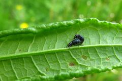 Die Veilchenblauen Sauerampfer-Spitzmausrüssler