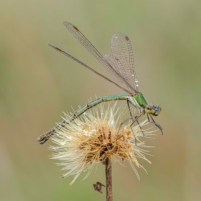 Die (Ver-)Blühpflanzenbesucherin