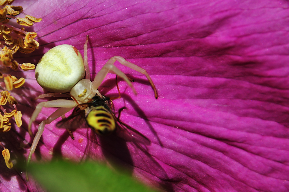 die veränderliche Krabbenspinne