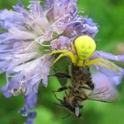 Die Veränderliche Krabbenspinne