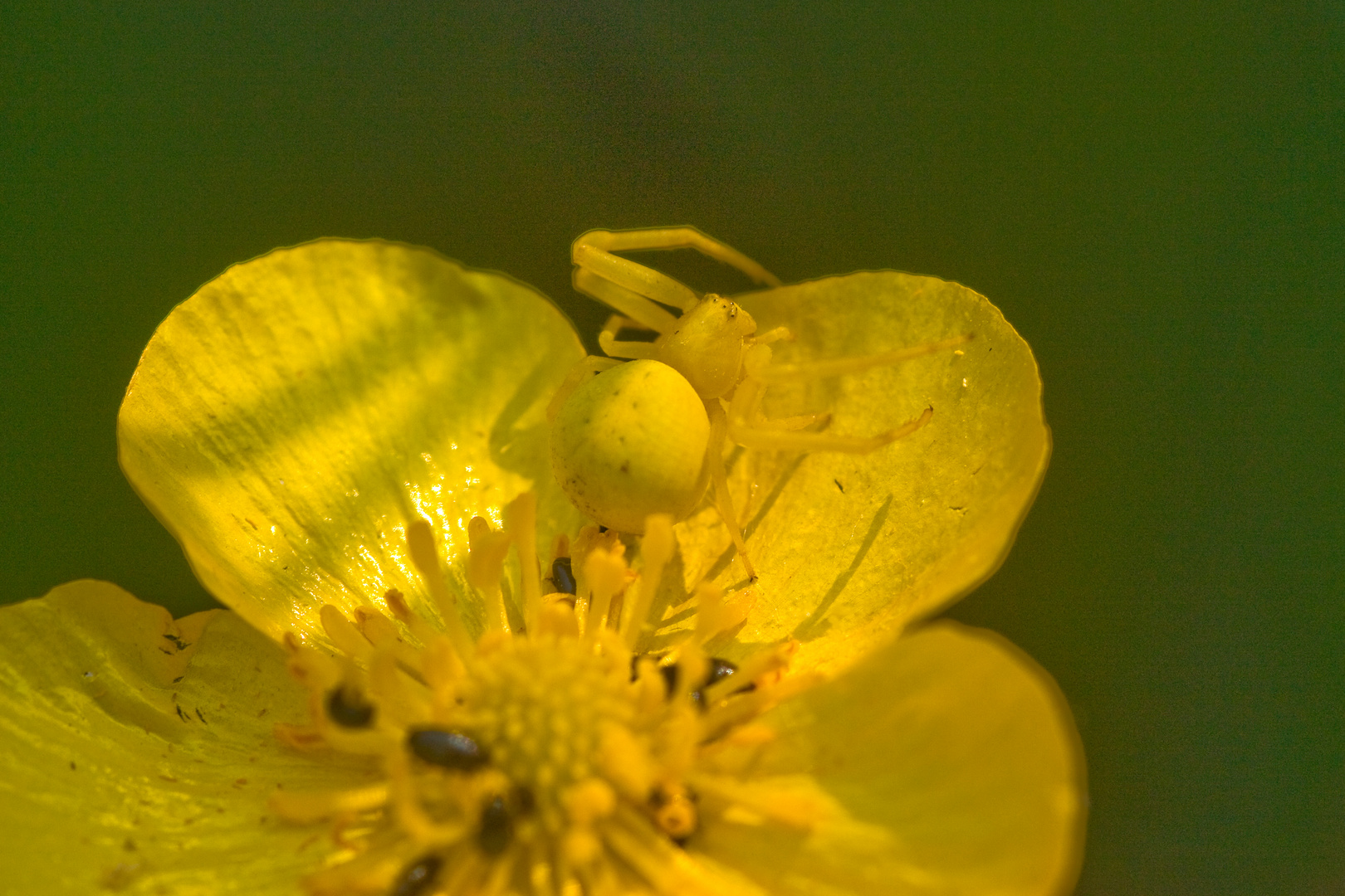 Die veränderliche Krabbenspinne