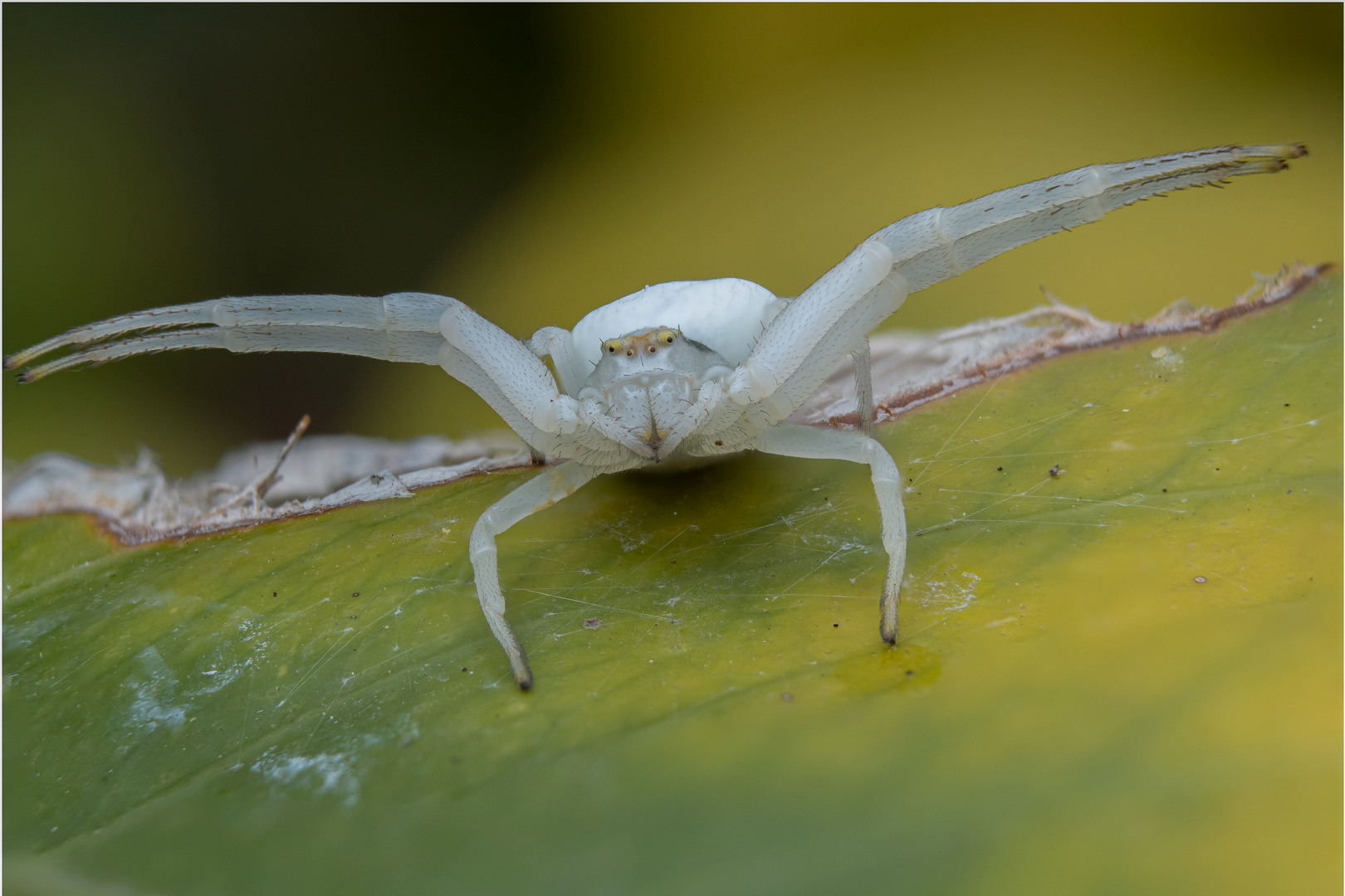 Die Veränderliche Krabbenspinne