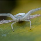 Die Veränderliche Krabbenspinne