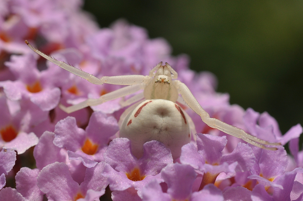 Die Veränderliche Krabbenspinne........., (Misumena vatia)