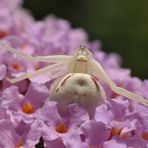 Die Veränderliche Krabbenspinne........., (Misumena vatia)