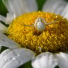  Die Veränderliche Krabbenspinne (Misumena vatia) 