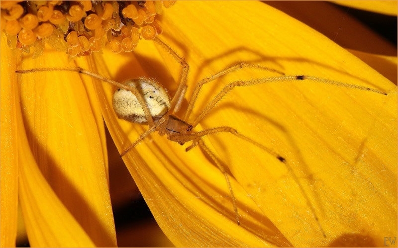 die "Veränderliche Krabbenspinne" (Misumena vatia)...