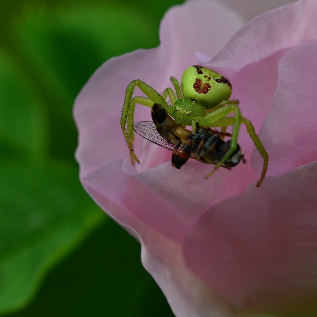 Die Veränderliche Krabbenspinne mit Beute.....