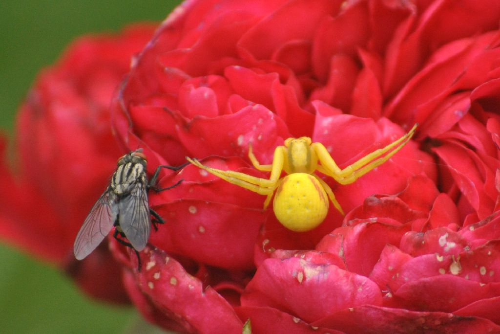 Die veränderliche Krabbenspinne und ihr baldiges Opfer