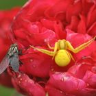 Die veränderliche Krabbenspinne und ihr baldiges Opfer