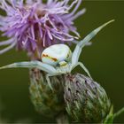 Die ' Veränderliche Krabbenspinne '  (weibl.)...