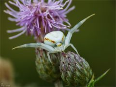 Die ' Veränderliche Krabbenspinne '  (weibl.)...