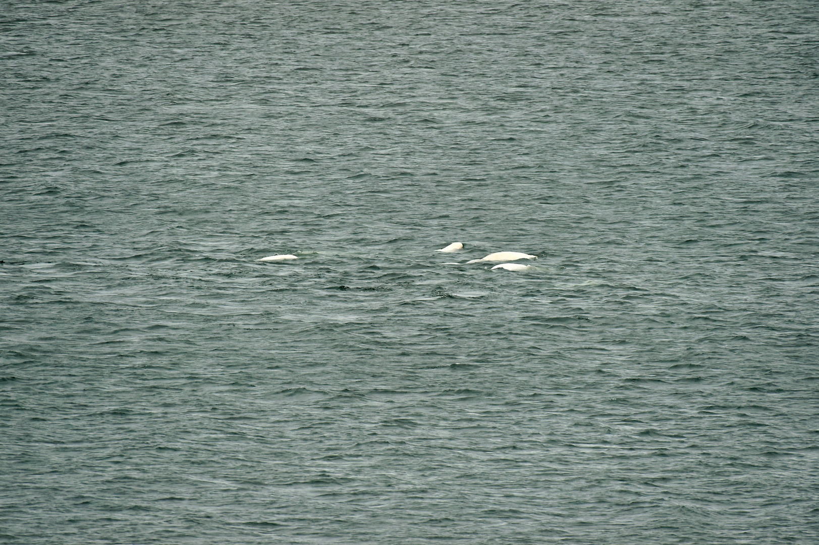 Die verbliebenen Belugas tummeln sich.    DSC_7521