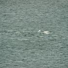 Die verbliebenen Belugas tummeln sich.    DSC_7521
