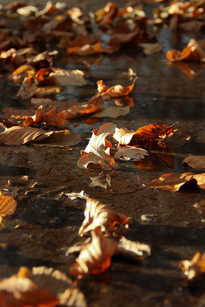 Die verbliebenen Herbstboten