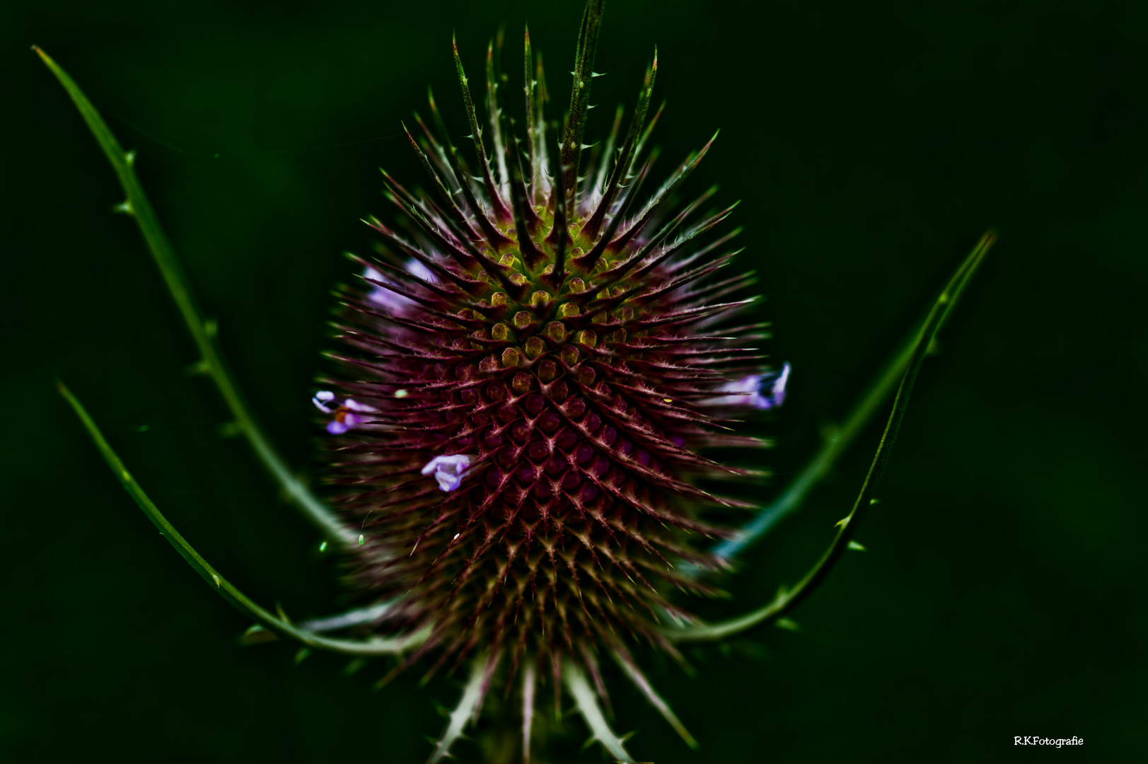 Die verblühte Distel