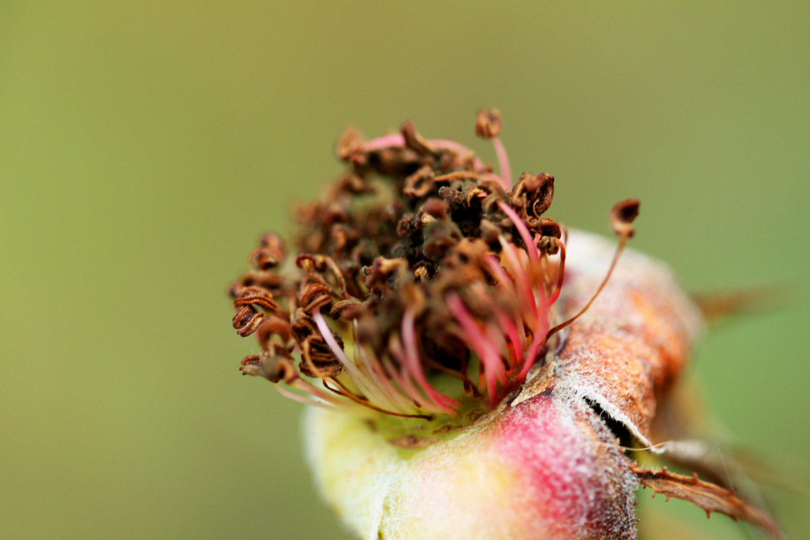 Die verblühte Rose