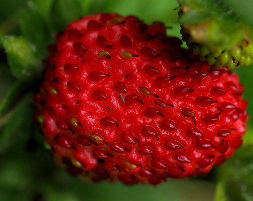 DIE VERBORGENEN SCHÄTZE DES WALDES