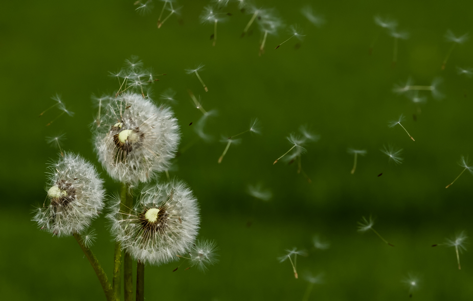 Die verbreitung der Pusteblumen