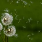 Die verbreitung der Pusteblumen