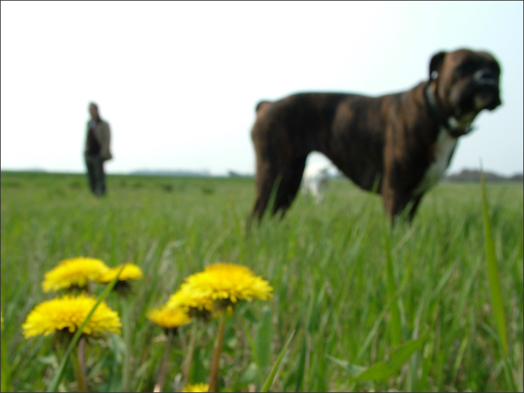 die verdammten blumen sollten scharf sein