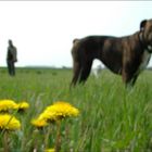 die verdammten blumen sollten scharf sein