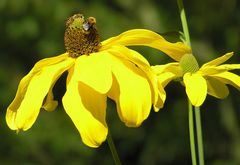 Die Verehrer der gelben Blüte! 1/2