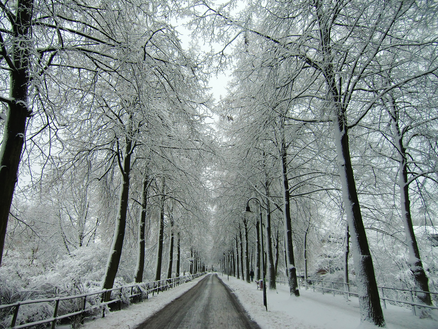 Die vereiste Promenade in Münster