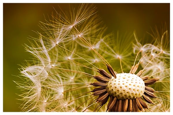 Die vergängliche Leichtigkeit des Seins