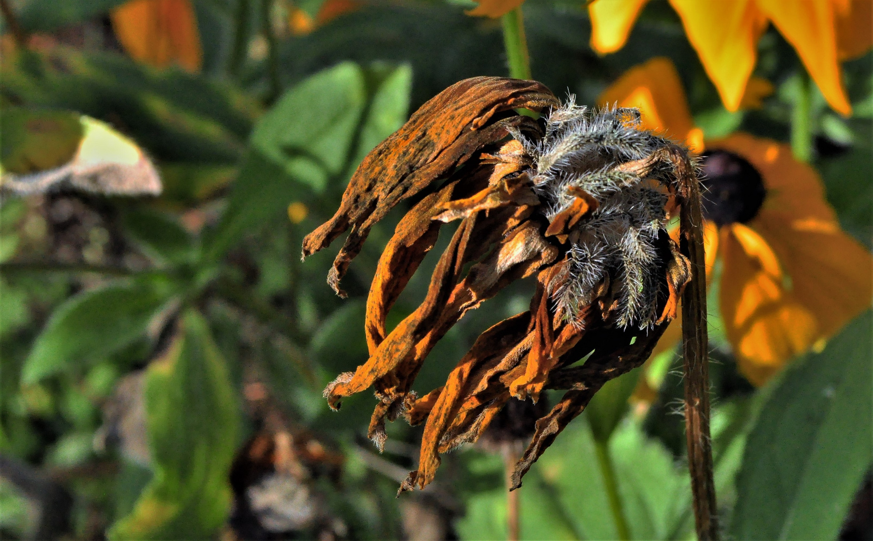 die vergangene Blüte eines Sonnenhutes....