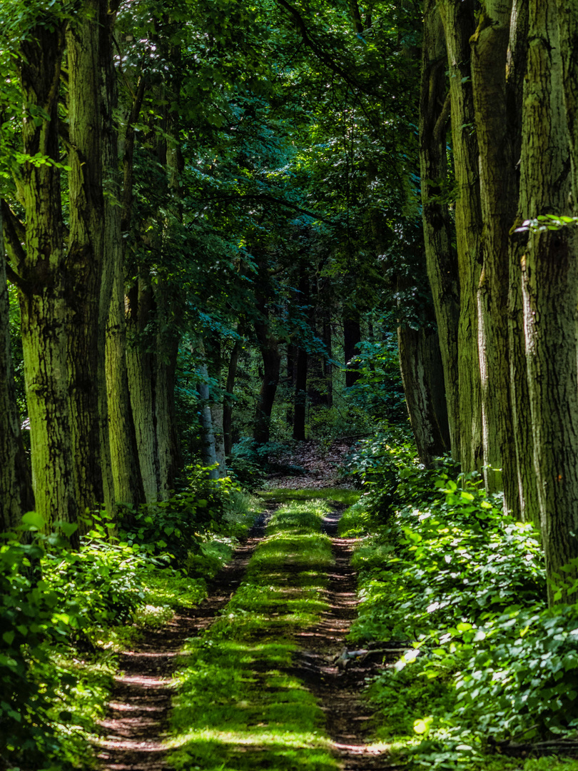 Die vergessene Allee im Wald